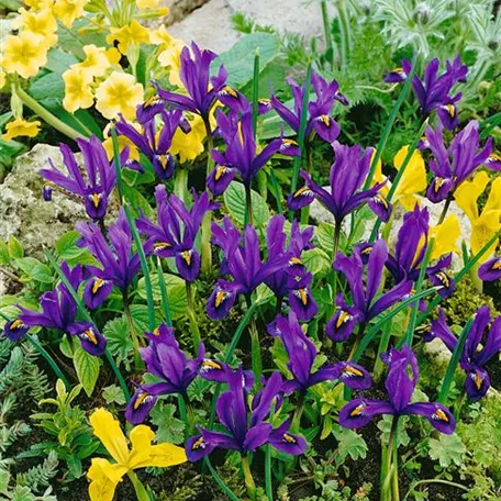 Iris reticulata 'Purple Gem'