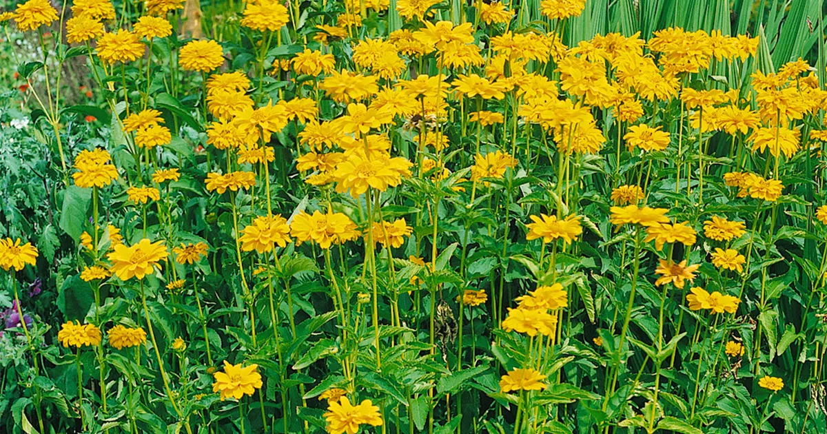 GartenSonnenauge 'Karat' Pflanze, Pflege & Tipps Floragard
