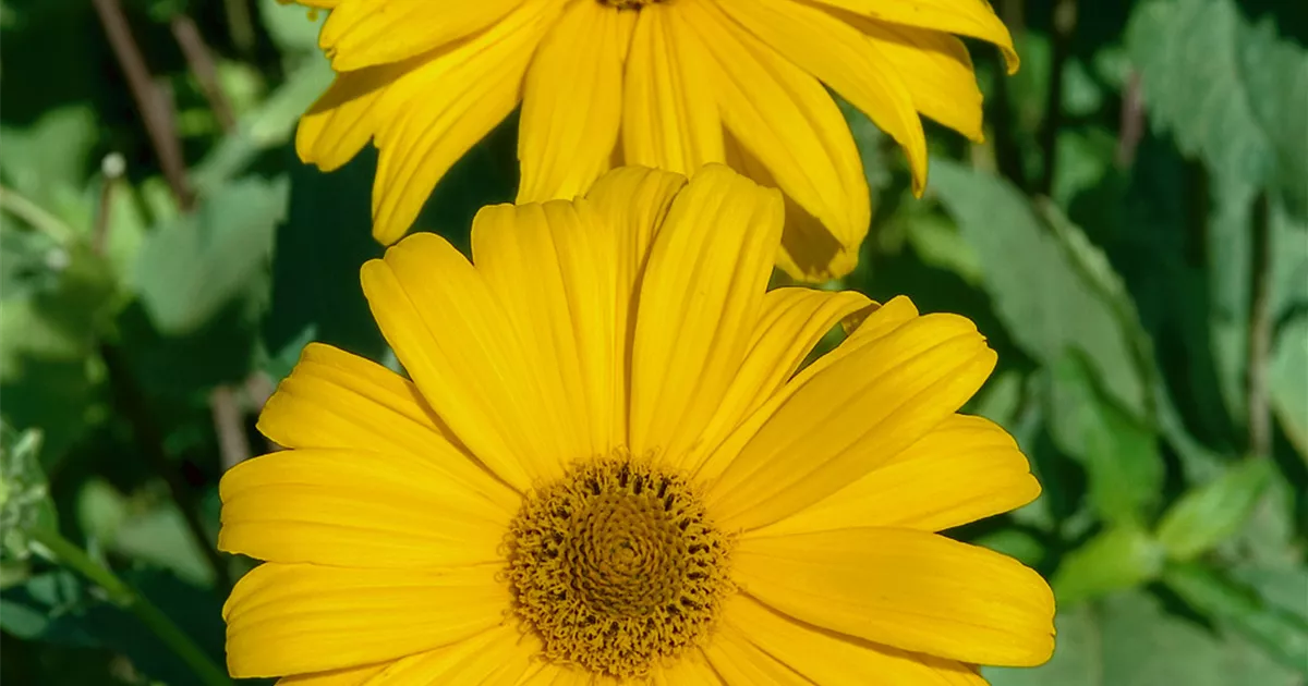 GartenSonnenauge 'Hohlspiegel' Pflanze, Pflege & Tipps Floragard