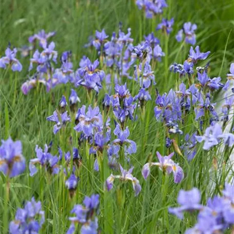 Bartlose Garten-Schwertlilie 'Blauer Zwerg'