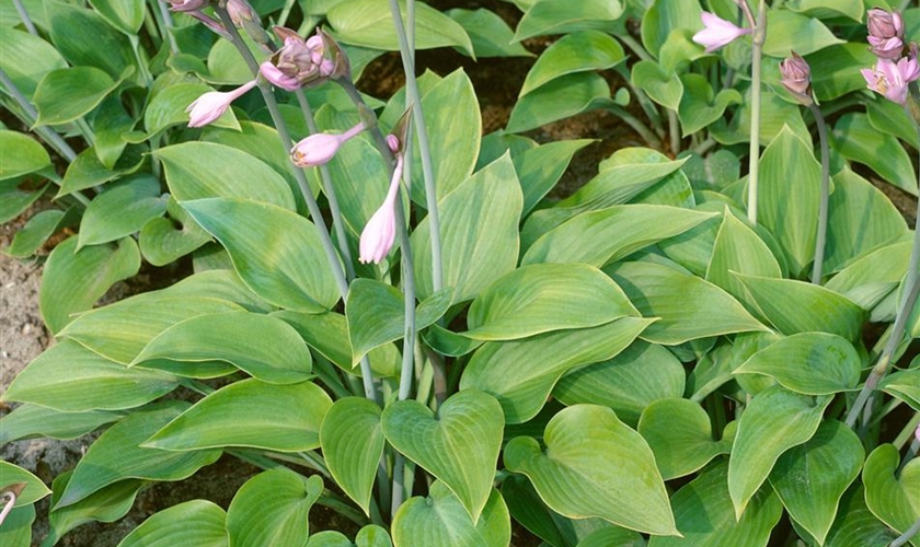 Graublaue GartenFunkie 'Halcyon' Floragard Pflanzeninfothek