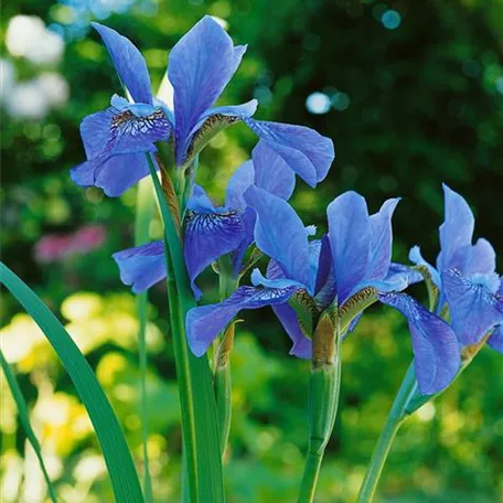 Bartlose Garten-Schwertlilie 'Blue King'