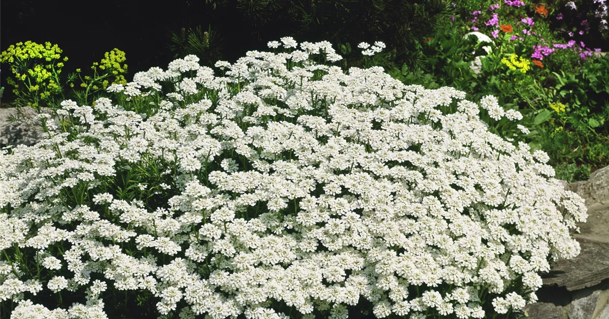 Immergrüne Schleifenblume 'Findel' Pflanze, Pflege & Tipps Floragard