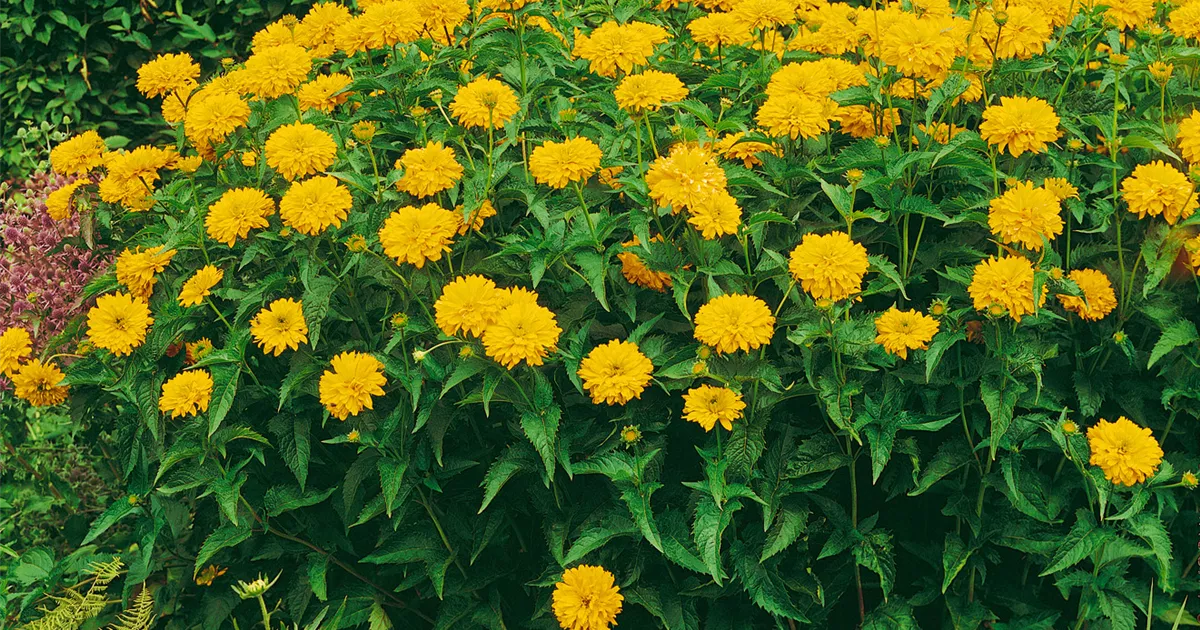 GartenSonnenauge 'Goldgrünherz' Pflanze, Pflege & Tipps Floragard