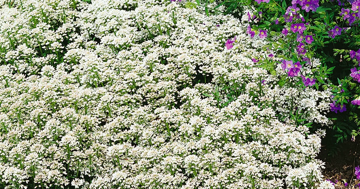 Immergrüne Schleifenblume 'Zwergschneeflocke' Pflanze, Pflege & Tipps