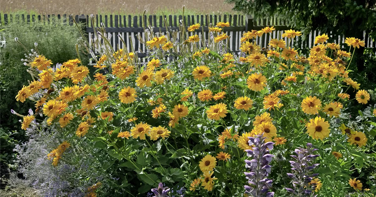 GartenSonnenauge 'Venus' Pflanze, Pflege & Tipps Floragard