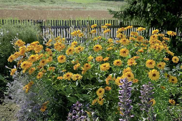 GartenSonnenauge 'Venus' Floragard Pflanzeninfothek