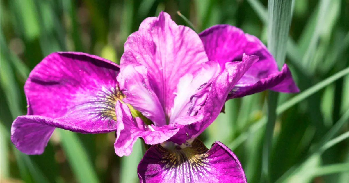 Bartlose GartenSchwertlilie 'Roaring Jelly' Pflanze, Pflege & Tipps