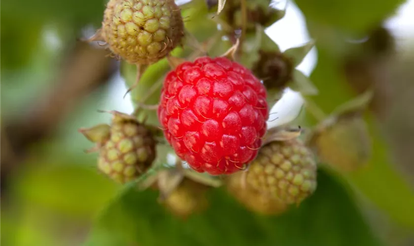 Rubus idaeus 'Tadmore'