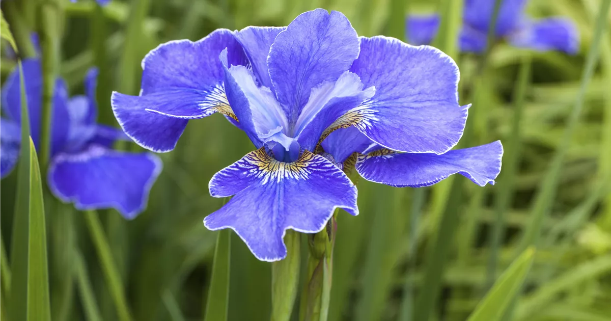 Iris sibirica 'Silberkante' Pflanze, Pflege & Tipps Floragard