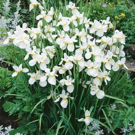 Bartlose Garten-Schwertlilie 'White Swirl'