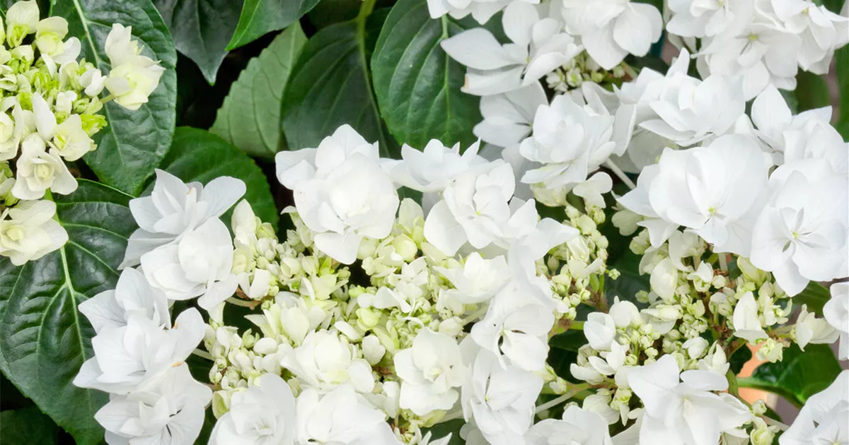 Hydrangea macrophylla 'Doublestar® Coco' Pflanze, Pflege & Tipps Floragard