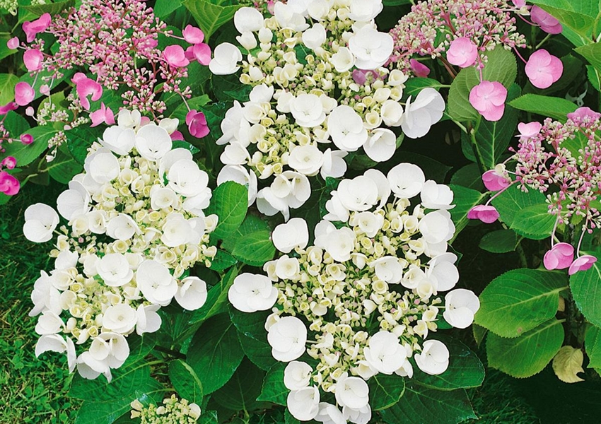 GirlandenHortensie 'Runaway Bride'® Floragard Pflanzeninfothek