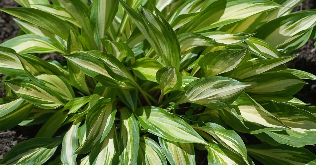 Hosta 'Cherry Berry' Pflanze, Pflege & Tipps Floragard