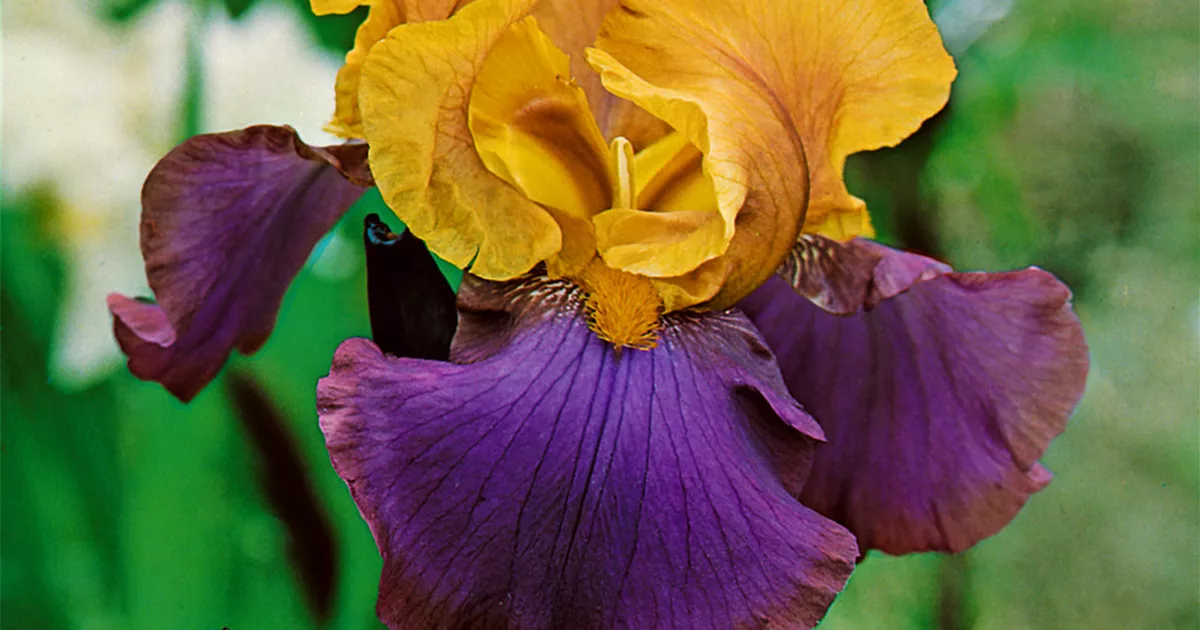Iris x germanica 'Gala Madrid' Pflanze, Pflege & Tipps Floragard