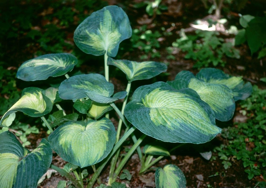 Großblättrige GartenFunkie 'Color Glory' Floragard Pflanzeninfothek