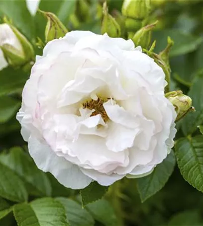 Historische Rosen – Schönheit mit einer langen Geschichte