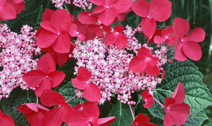 Gartenhortensie 'Lady in Red' Floragard Pflanzeninfothek