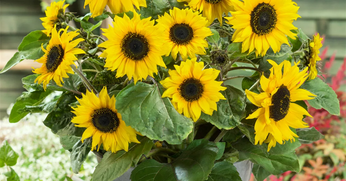 'Dwarf Yellow Spray' Pflanze, Pflege & Tipps Floragard