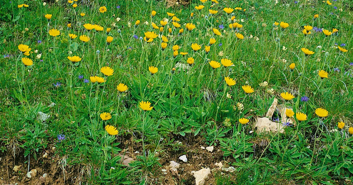 Hieracium pilosella 'Niveum' Pflanze, Pflege & Tipps Floragard