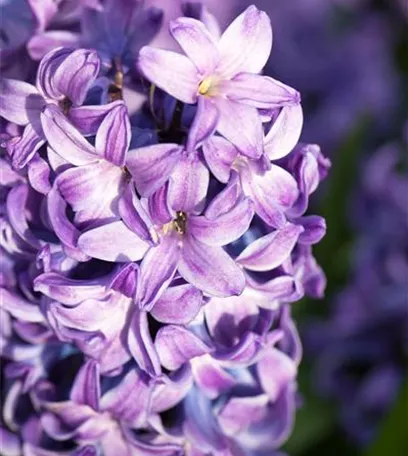 Frühling auf dem Balkon: Frühblüher pflanzen im Herbst