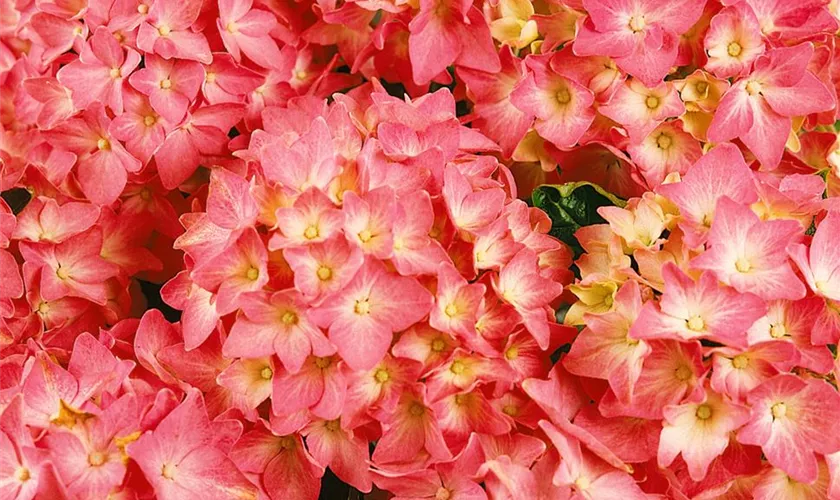 Hydrangea Pia Bauernhortensie 'Pia' Pflanze, Pflege & Tipps Floragard