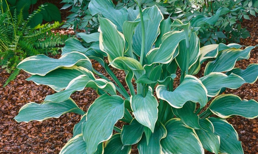 Graublaue GartenFunkie 'Regal Splendor' Floragard Pflanzeninfothek