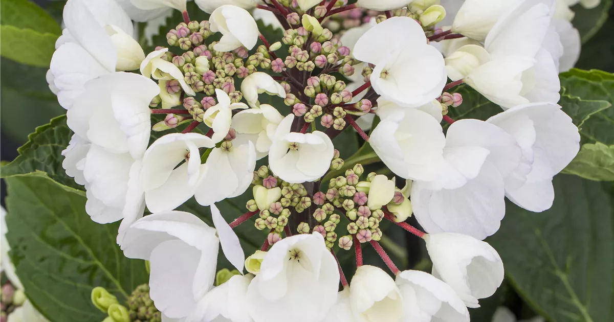 Hydrangea macrophylla 'Punch Coco'® Pflanze, Pflege & Tipps Floragard