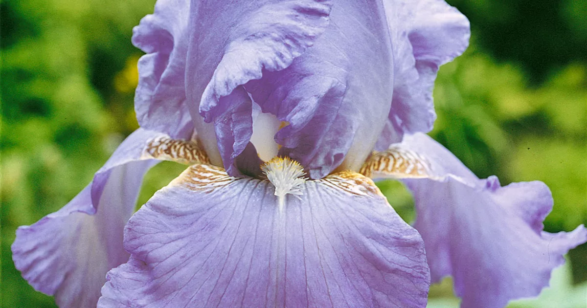 Iris x germanica 'Lovely Again' Pflanze, Pflege & Tipps Floragard