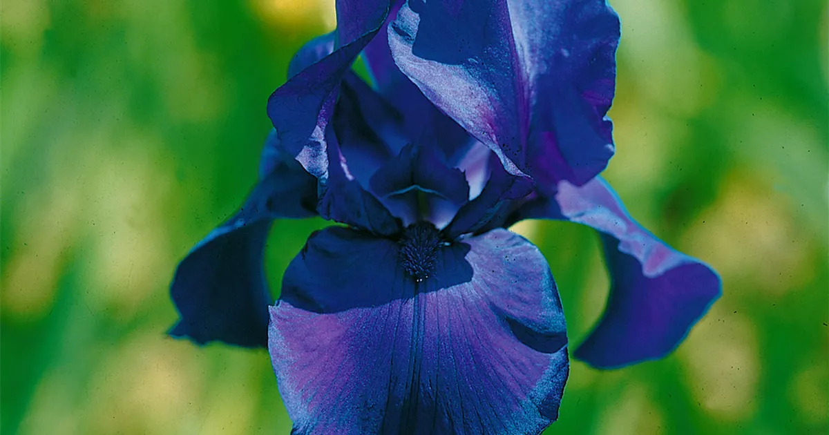 Iris x germanica 'Matinata' Pflanze, Pflege & Tipps Floragard