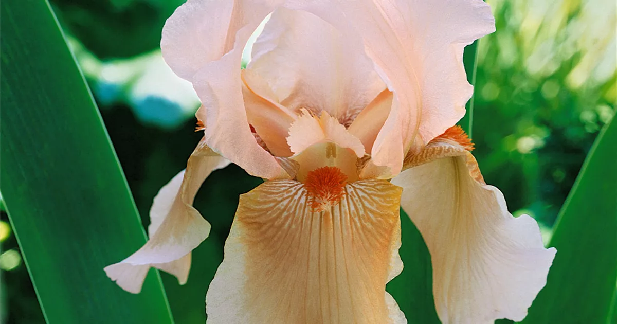 Iris x germanica 'Nel Jape' Pflanze, Pflege & Tipps Floragard