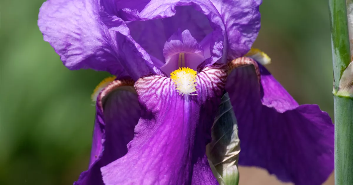 Iris x germanica 'Nightfall' Pflanze, Pflege & Tipps Floragard