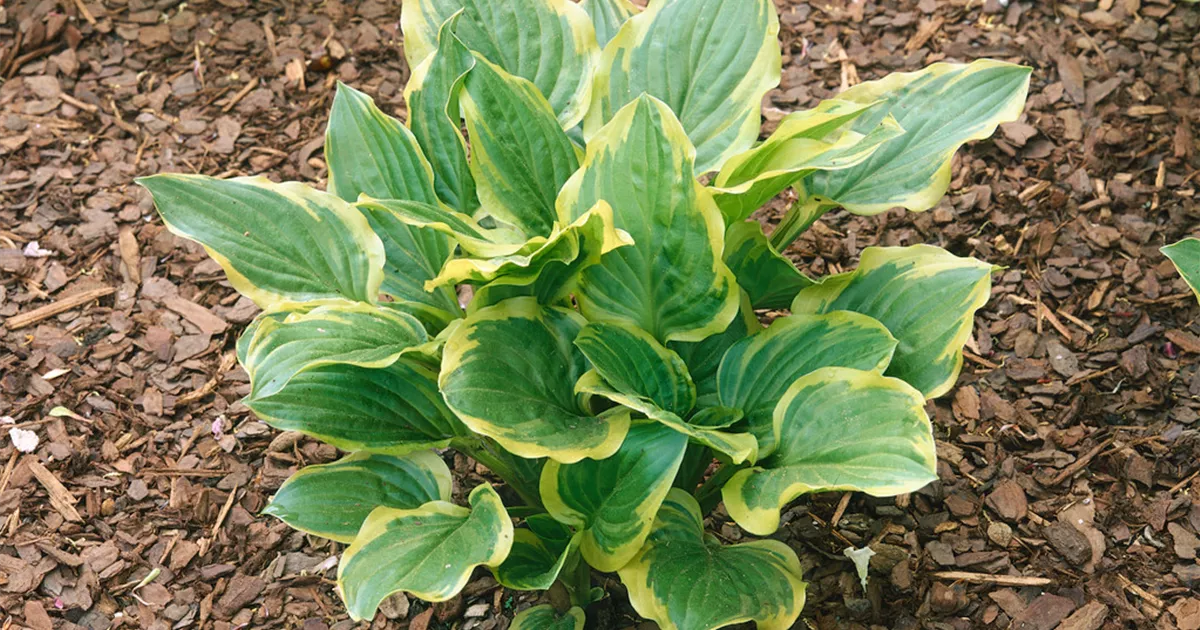 Duftende GartenLilienFunkie 'So Sweet' Pflanze, Pflege & Tipps Floragard