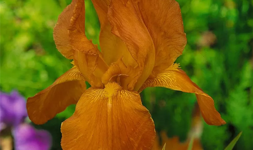 Iris x germanica 'Prairie Sunset' Pflanze, Pflege & Tipps Floragard
