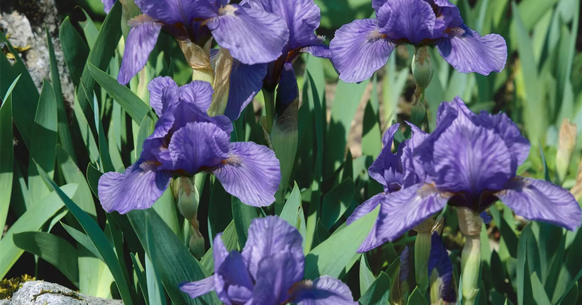 Iris barbatanana 'Banburry Ruffles' Pflanze, Pflege & Tipps Floragard