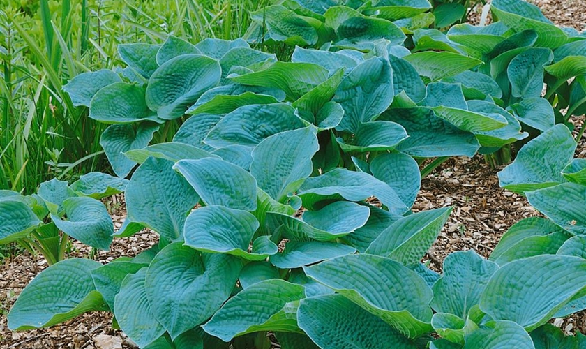 Große BlaublattGartenFunkie 'Elegans' Floragard Pflanzeninfothek