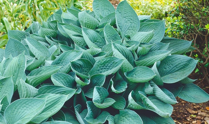 Große BlaublattGartenFunkie 'Elegans' Floragard Pflanzeninfothek