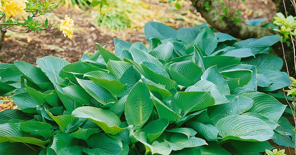 Hosta sieboldiana Grünblattfunkie Big Daddy 