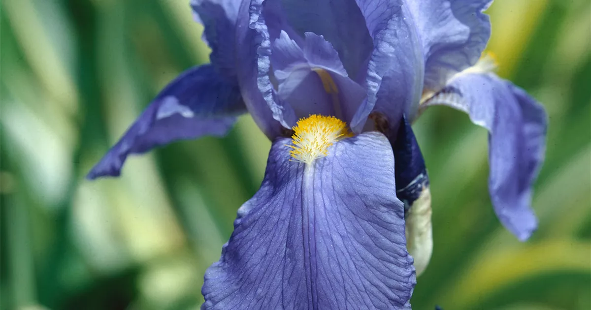 Iris x germanica 'Sugar Blues' Pflanze, Pflege & Tipps Floragard