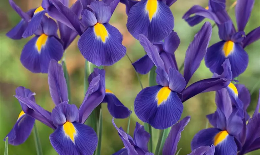 Iris x hollandica 'Imperator' Pflanze, Pflege & Tipps Floragard