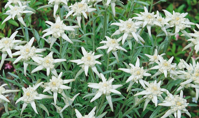 GartenEdelweiß Floragard Pflanzeninfothek
