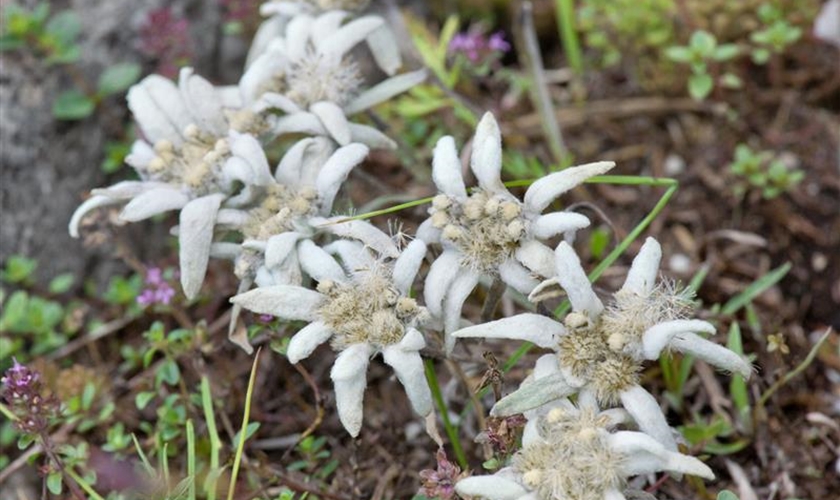 GartenEdelweiß Floragard Pflanzeninfothek