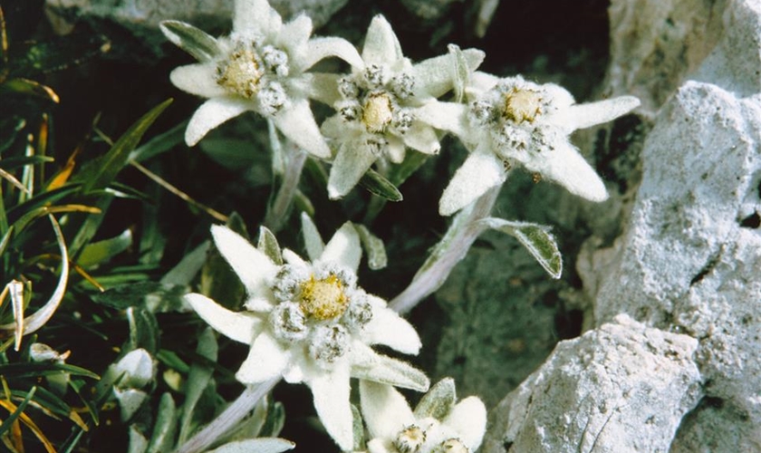 GartenEdelweiß Floragard Pflanzeninfothek