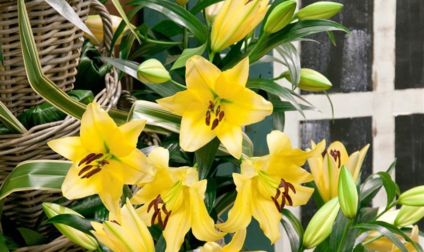 Orientalische Lilie Floragard Pflanzeninfothek