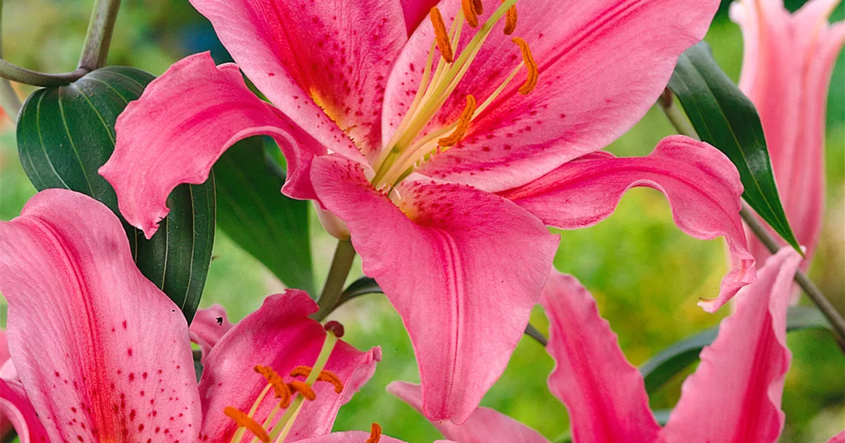 Orientalische Lilie 'Acapulco' Pflanze, Pflege & Tipps Floragard