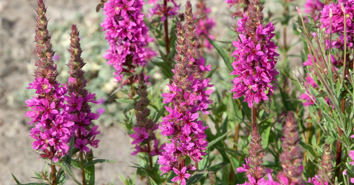 GartenBlutWeiderich 'The Beacon' Pflanze, Pflege & Tipps Floragard