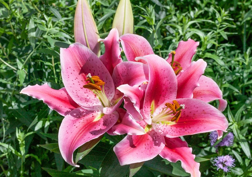 Orientalische Lilie 'Curie'® Floragard Pflanzeninfothek