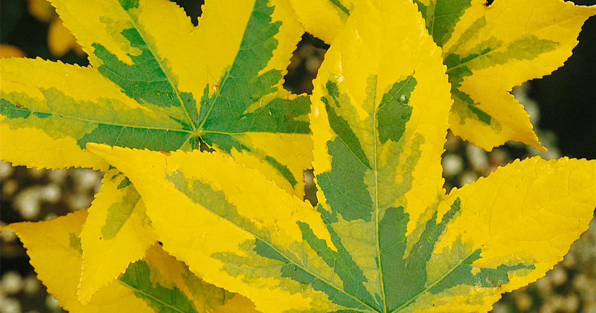 Gelbbunter Amberbaum 'Golden Treasure' Pflanze, Pflege & Tipps Floragard