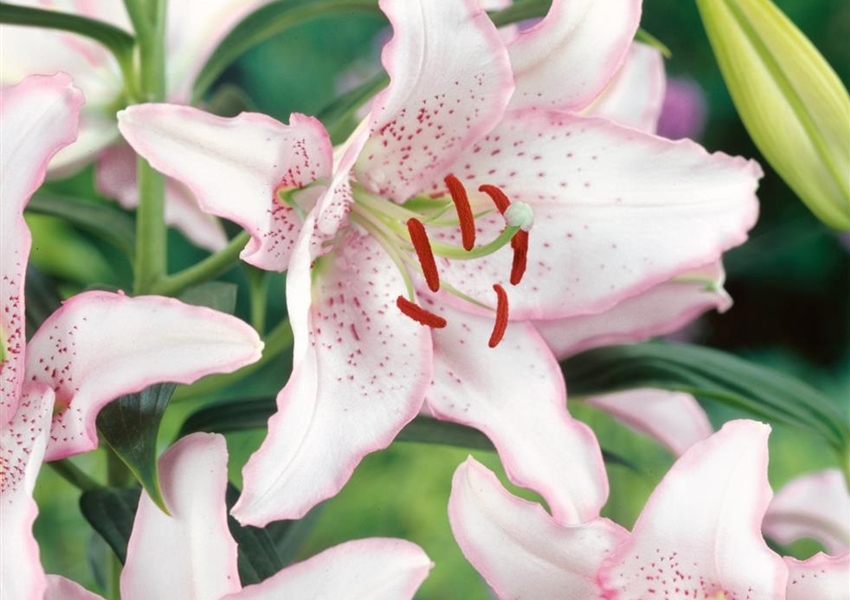 42+ Orientalische Lilien Pflanzen, Erfahren sie in unserem