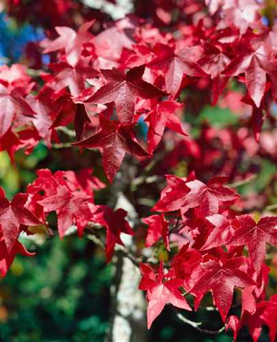Amberbaum 'Lane Roberts' Floragard Pflanzeninfothek